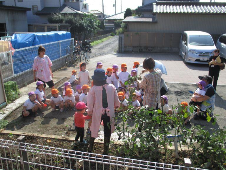 10/12サツマイモ掘り