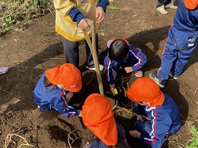 さつまいも掘りをしたよ！